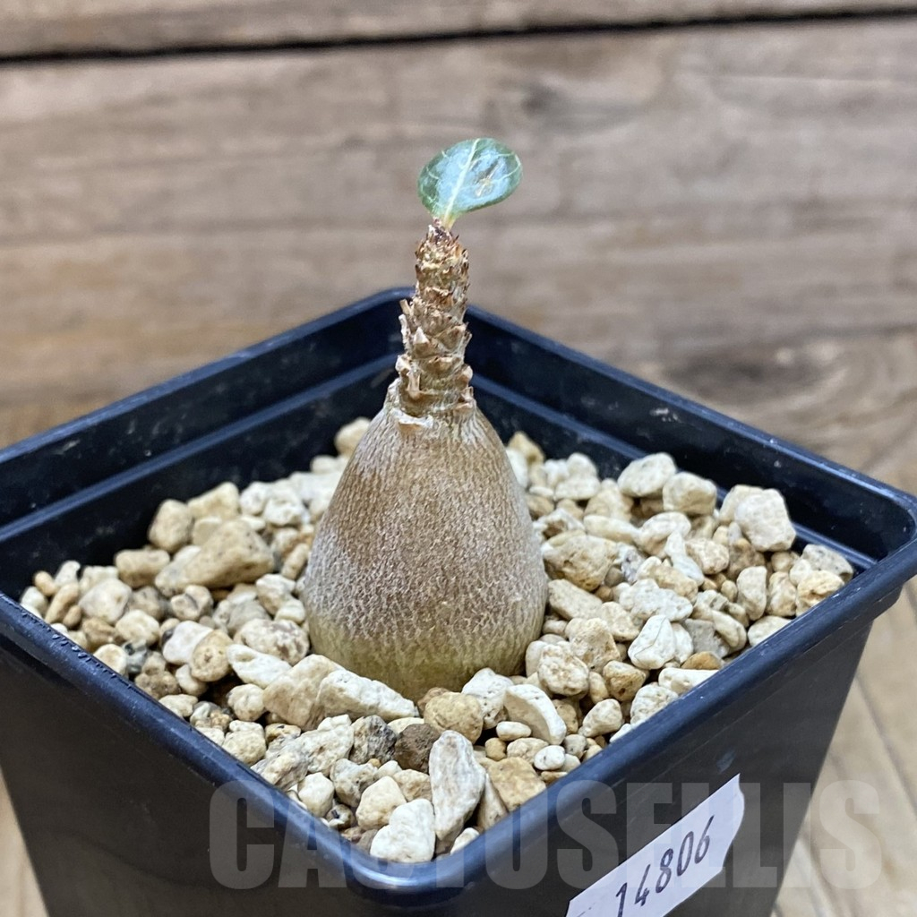 SH14806 Adenium socotranum - Image 2