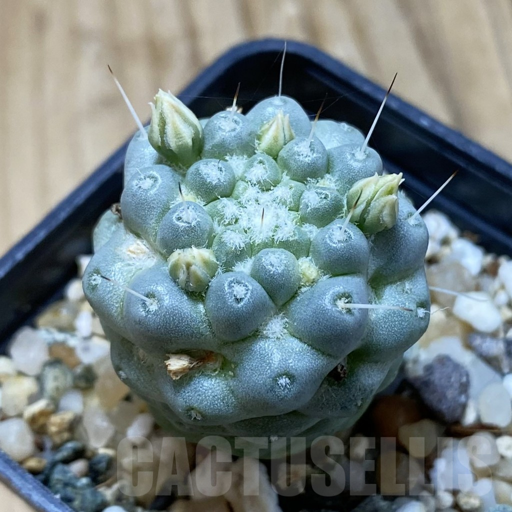 SH15020 Mammillaria schumannii f. monstrosa