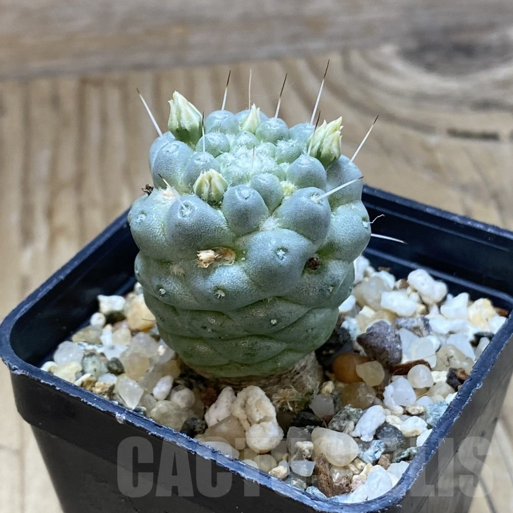 SH15020 Mammillaria schumannii f. monstrosa - Image 2