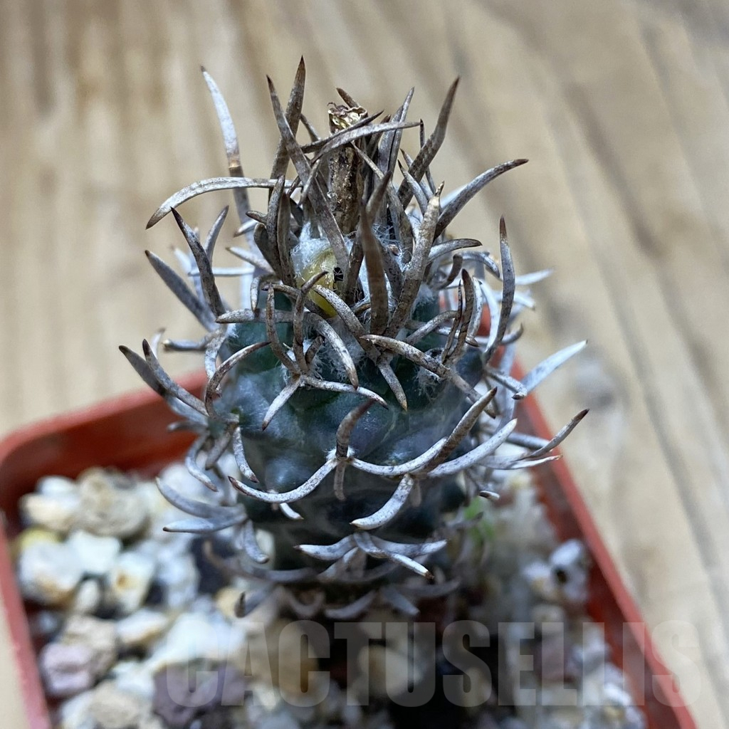 SH15022 Turbinicarpus flaviflorus VM 1016