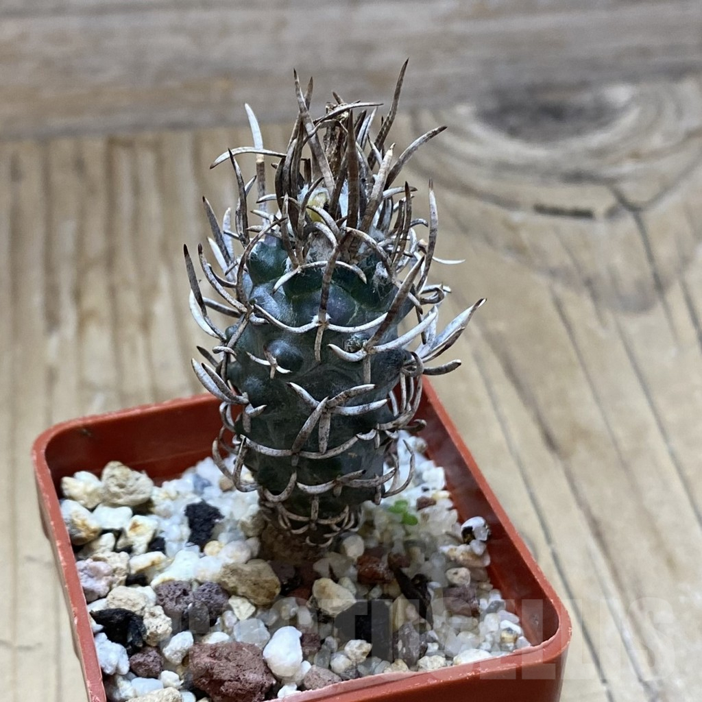 SH15022 Turbinicarpus flaviflorus VM 1016 - Image 2