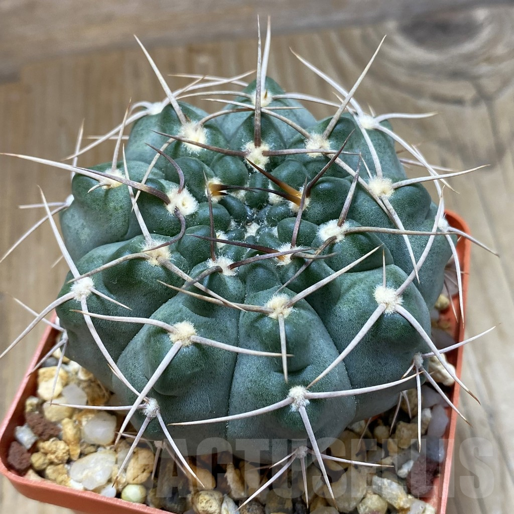 SH14983 Gymnocalycium intertextum, long spines, old 6 years