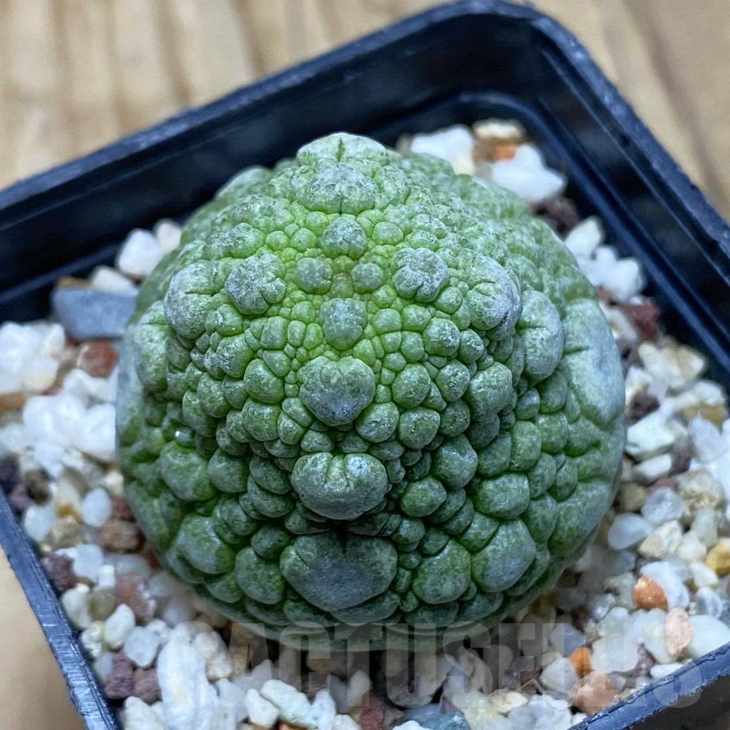 SH15024 Pseudolithos migiurtinus