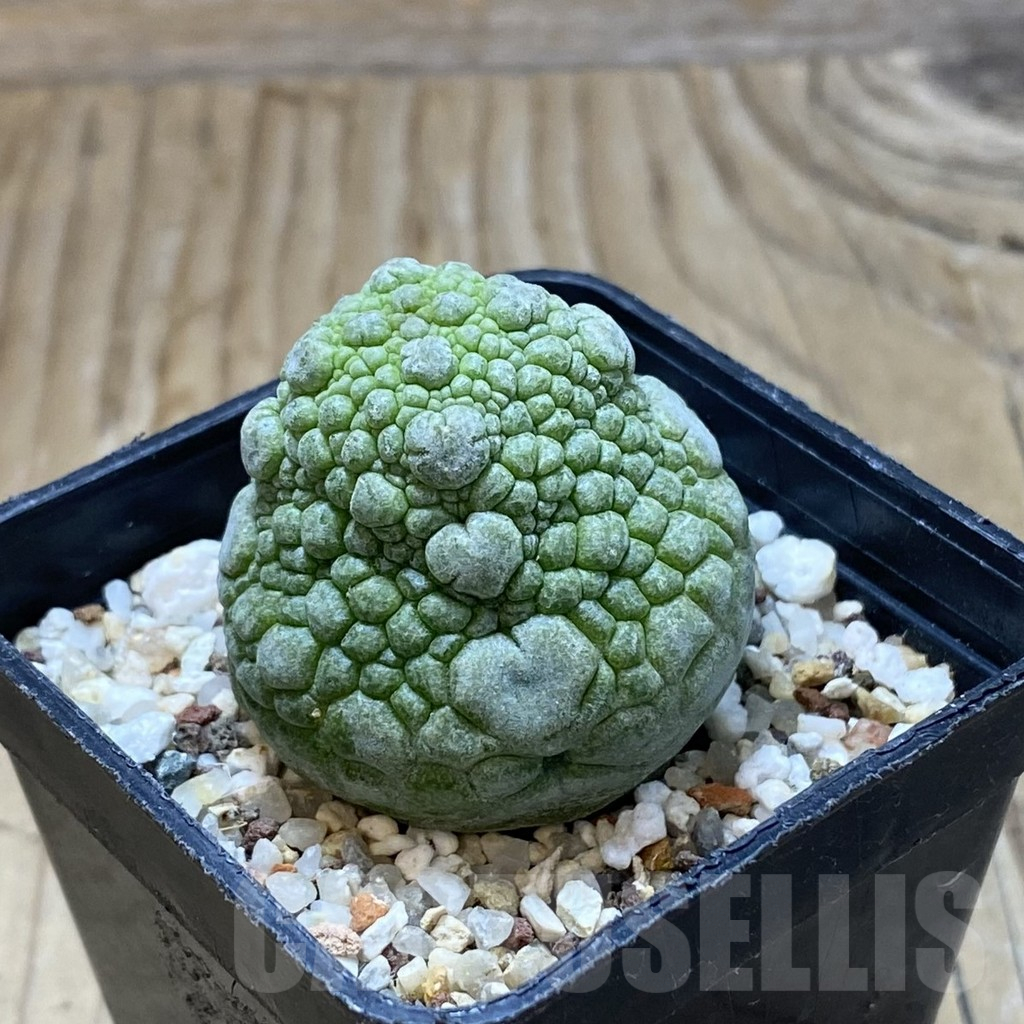 SH15024 Pseudolithos migiurtinus - Image 2