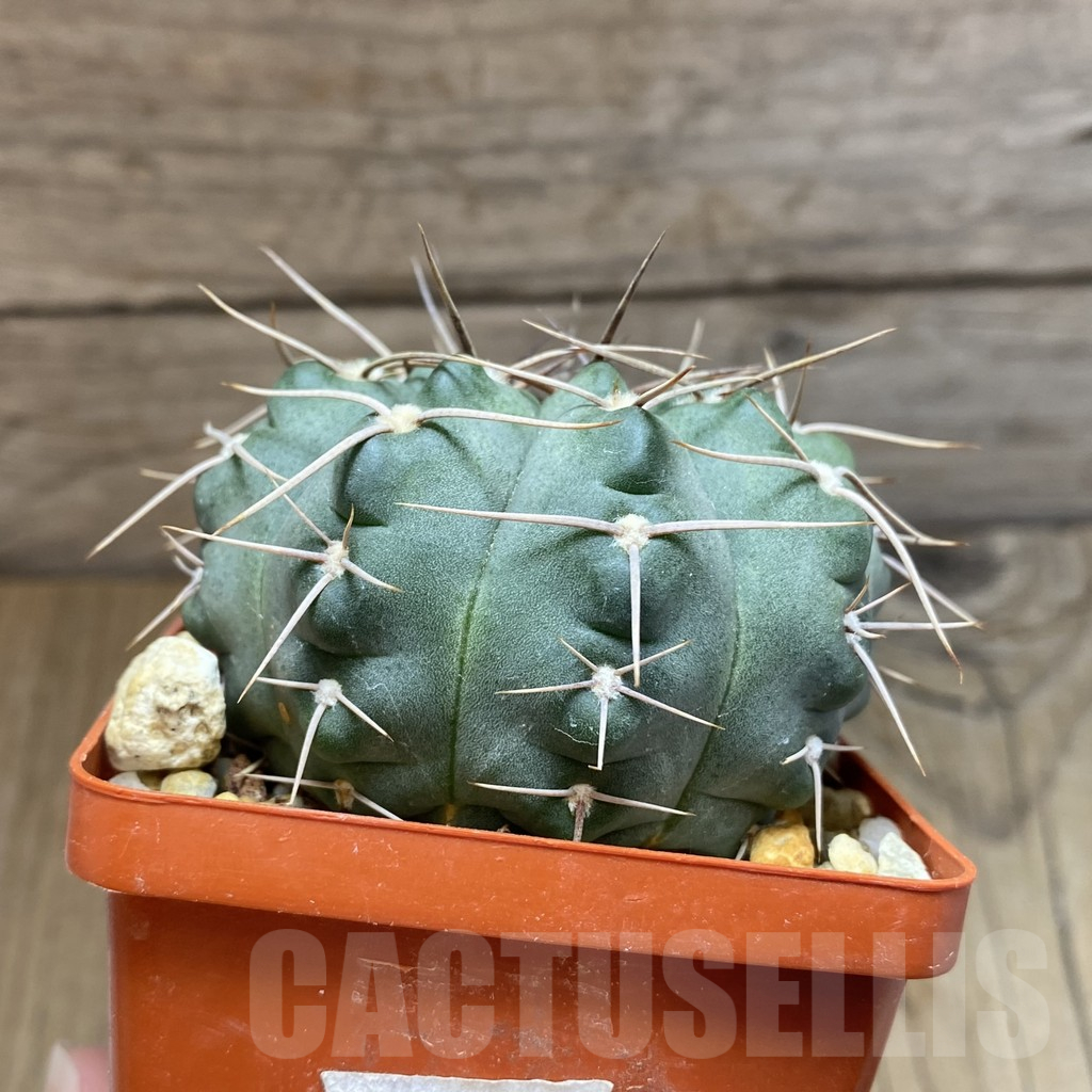 SH14983 Gymnocalycium intertextum, long spines, old 6 years - Image 2