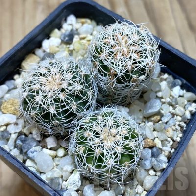 SH15026 Gymnocalycium carolinense ssp. ludwigii GN 1551/4690, 3 plants