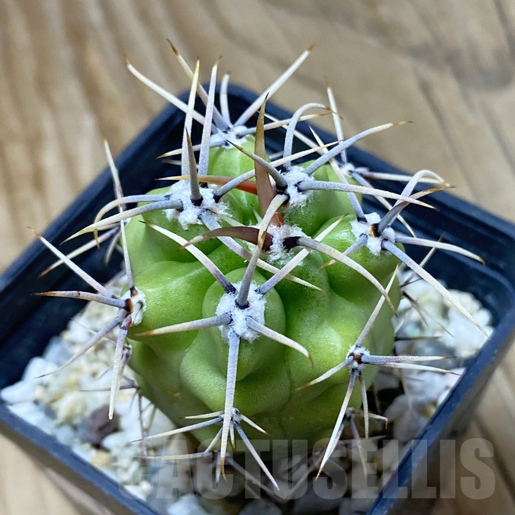 SH15032 Gymnocalycium achirasense v. chacrasense LB 360