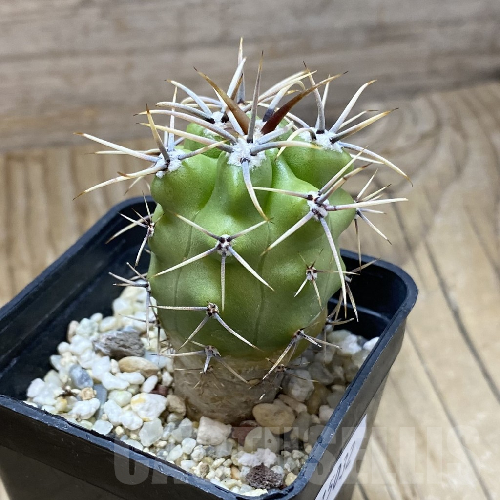 SH15032 Gymnocalycium achirasense v. chacrasense LB 360 - Image 2