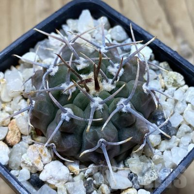 SH15036 Gymnocalycium ochoterenae