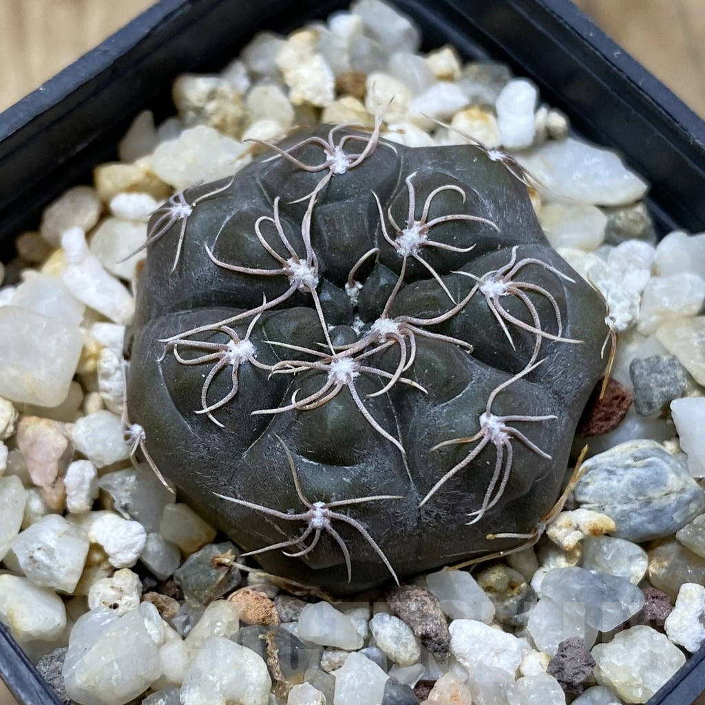 SH15039 Gymnocalycium morroense LB 326