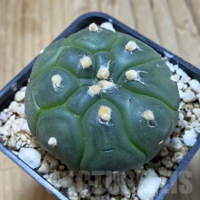 SH14992 Astrophytum asterias ‘Kikko’