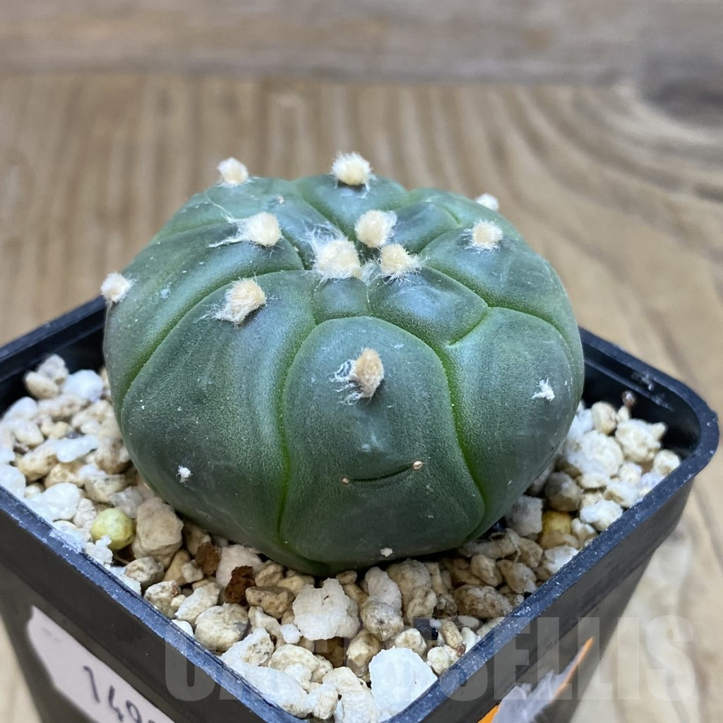 SH14992 Astrophytum asterias ‘Kikko’ - Image 2