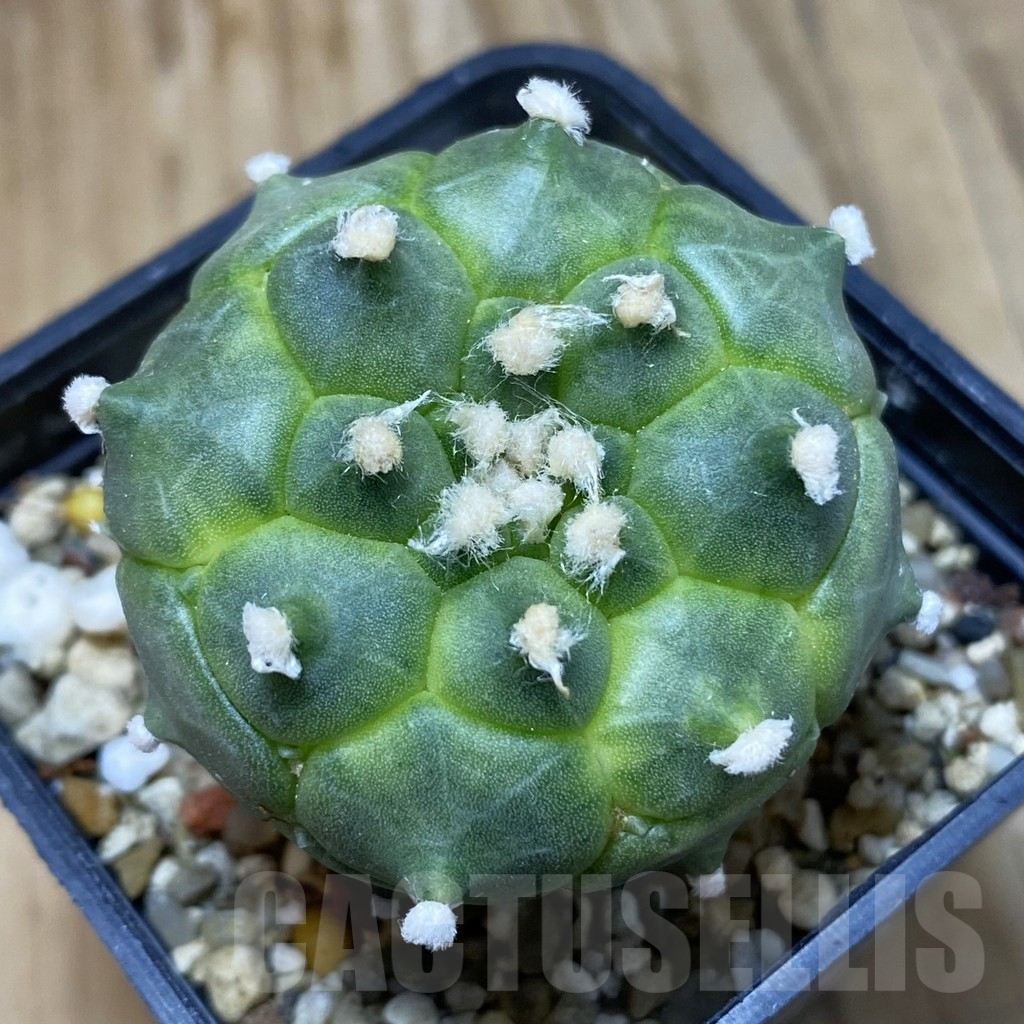 SH14994 Astrophytum asterias ‘Kikko’