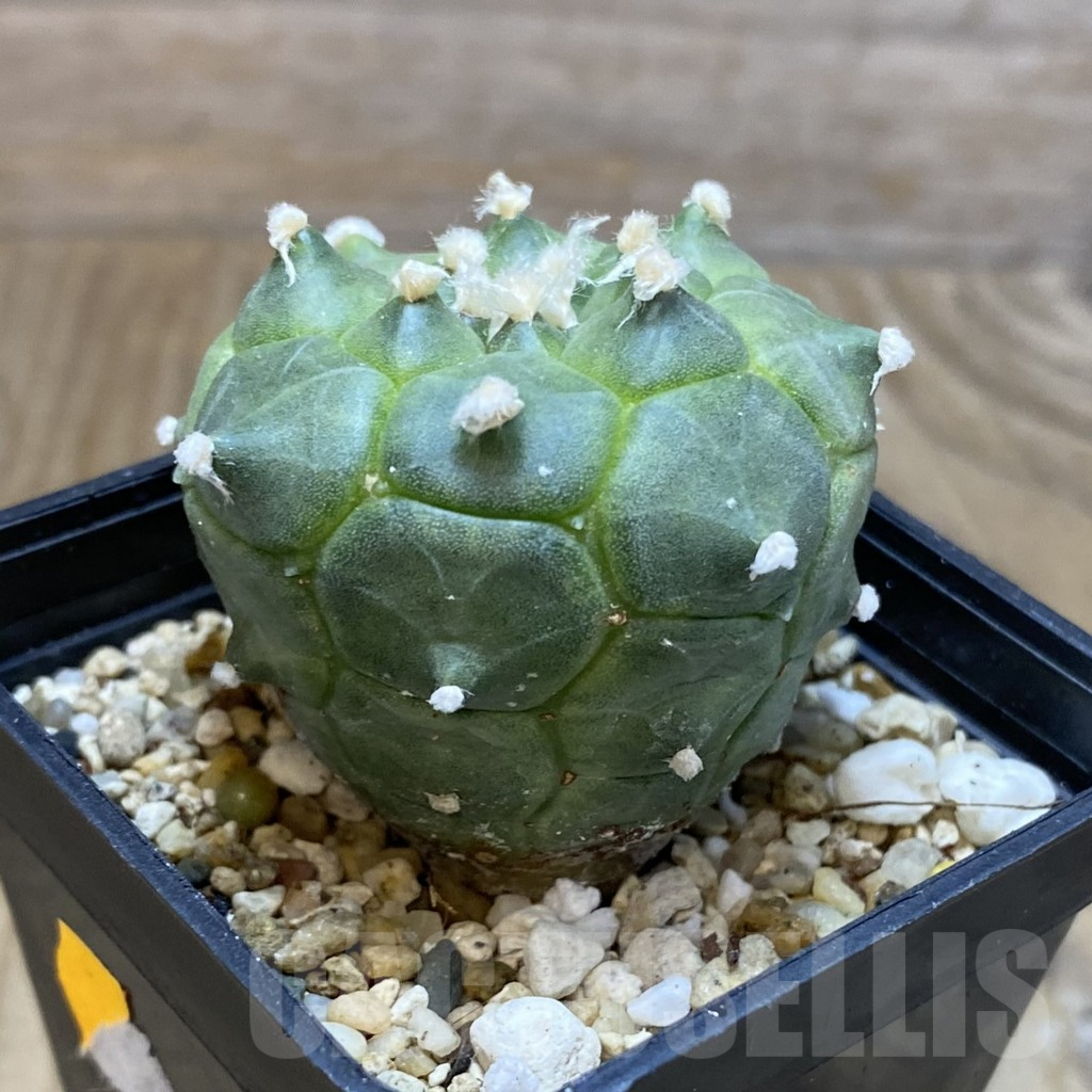 SH14994 Astrophytum asterias ‘Kikko’ - Image 2