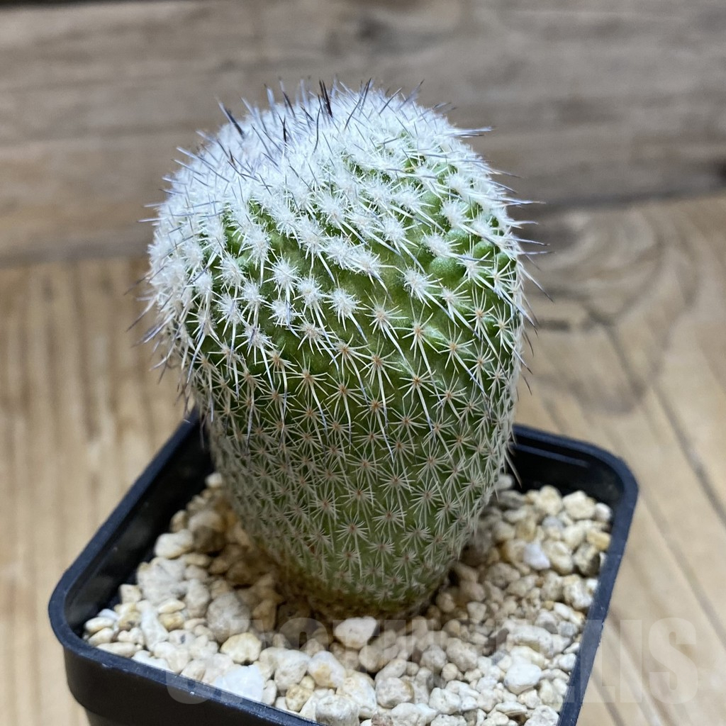 SH15000 Epithelantha micromeris v. unguispina - Image 2