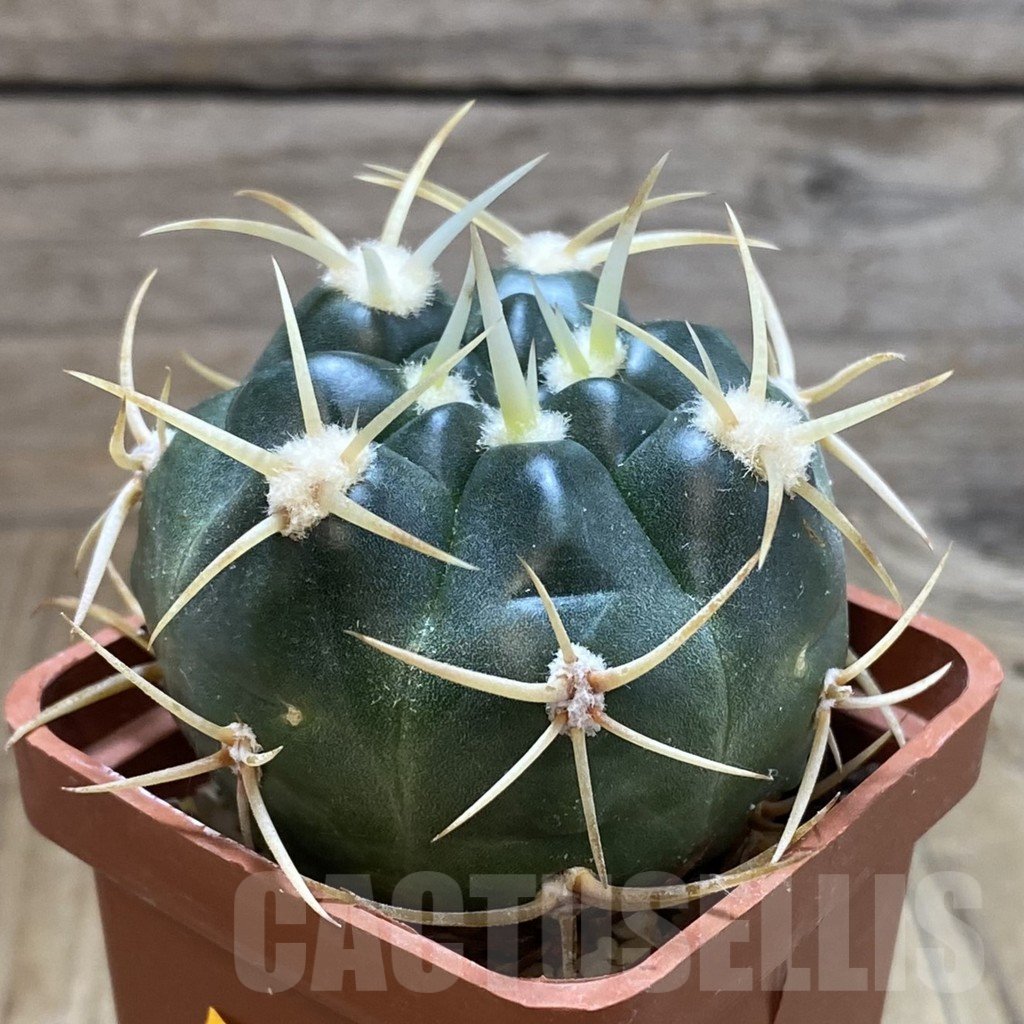 SH15148 Gymnocalycium multiflorum - Image 2