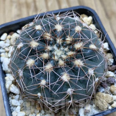 SH15151 Gymnocalycium taningaense VG 306