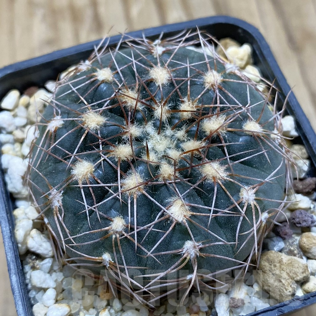 SH15151 Gymnocalycium taningaense VG 306