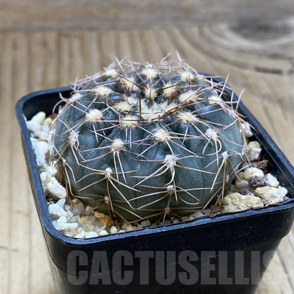 SH15151 Gymnocalycium taningaense VG 306 - Image 2