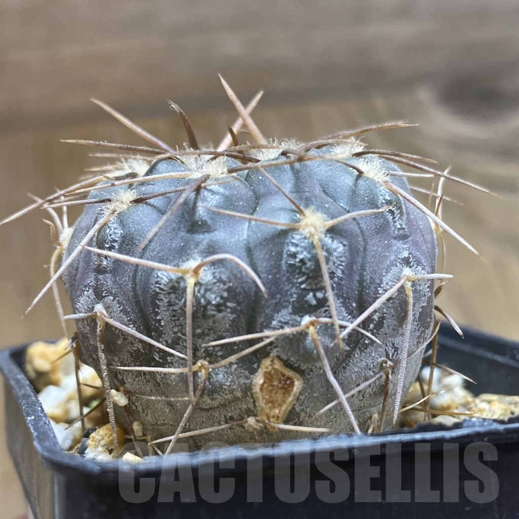 SH15164 Gymnocalycium borthii ssp. nogolense VG 411 - Image 2