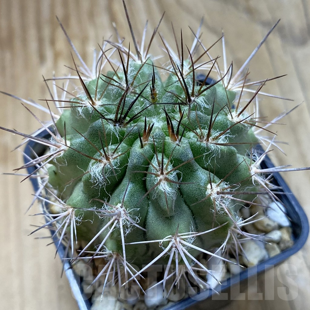 SH15166 Neochilenia floccosa