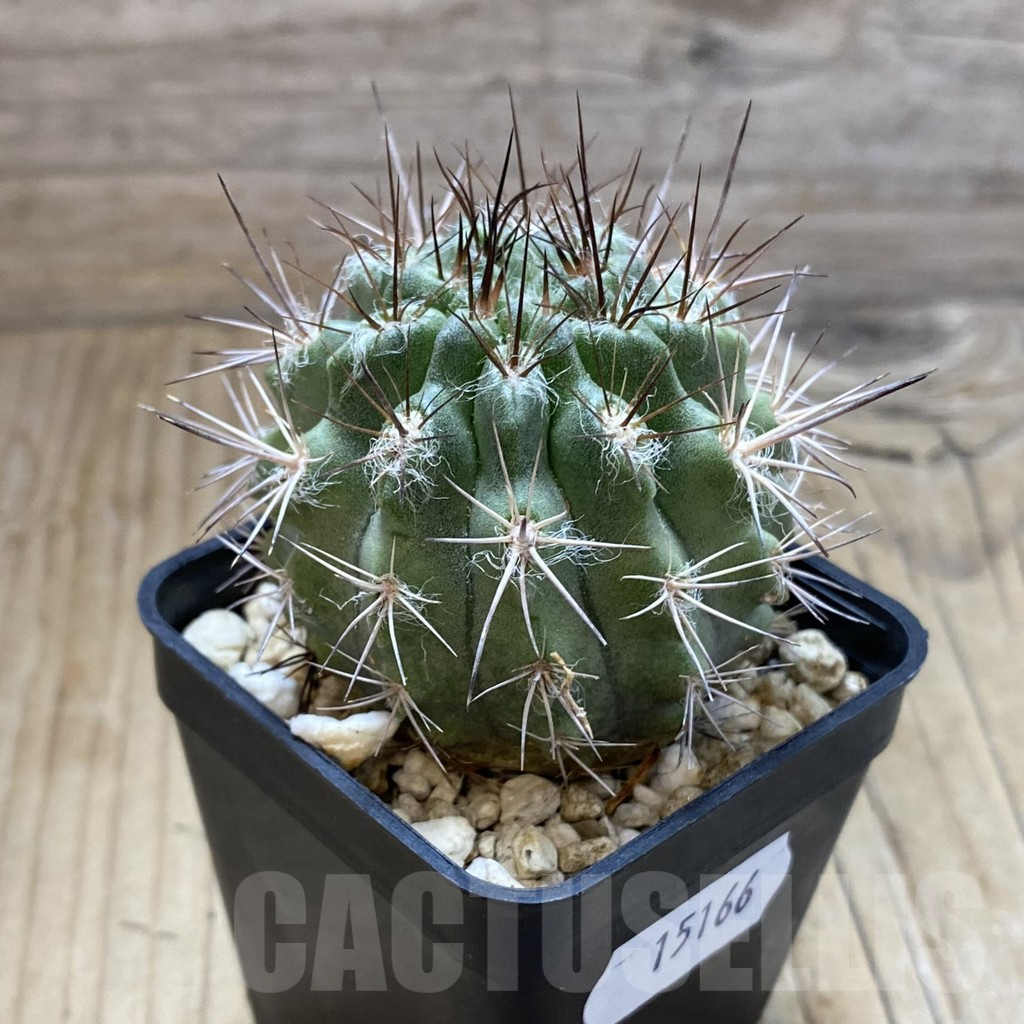SH15166 Neochilenia floccosa - Image 2