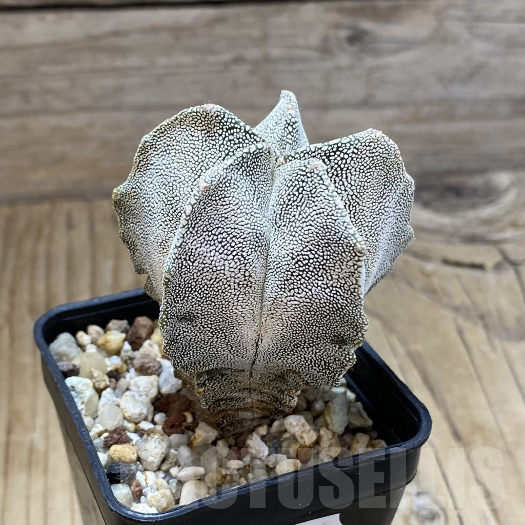 SH15168 Astrophytum myriostigma ‘Onzuka’ - Image 2