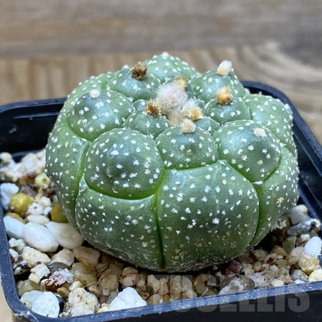 SH15122 Astrophytum asterias ‘Kikko’ - Image 2