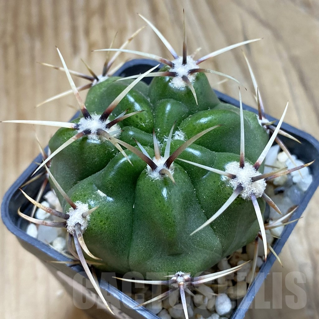 SH15142 Gymnocalycium achirasense v. chacrasense VG 251
