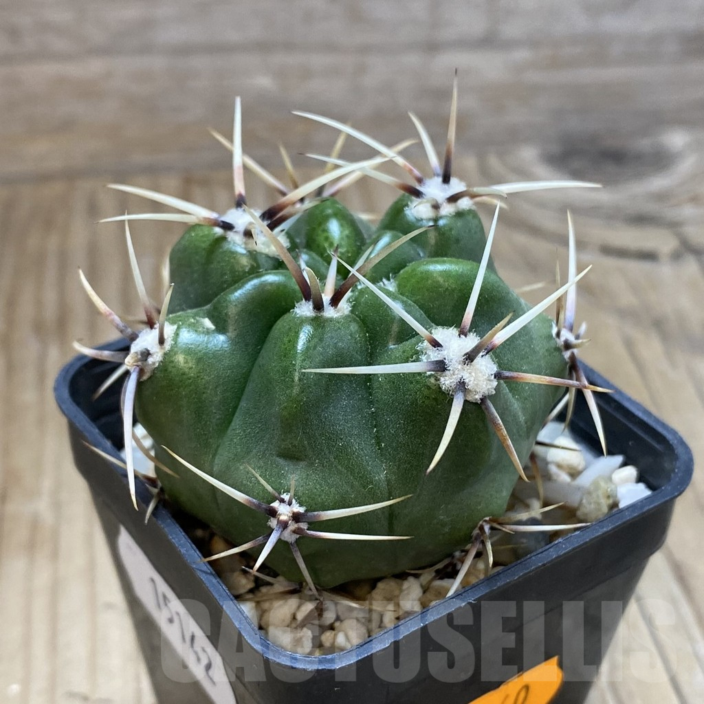 SH15142 Gymnocalycium achirasense v. chacrasense VG 251 - Image 2
