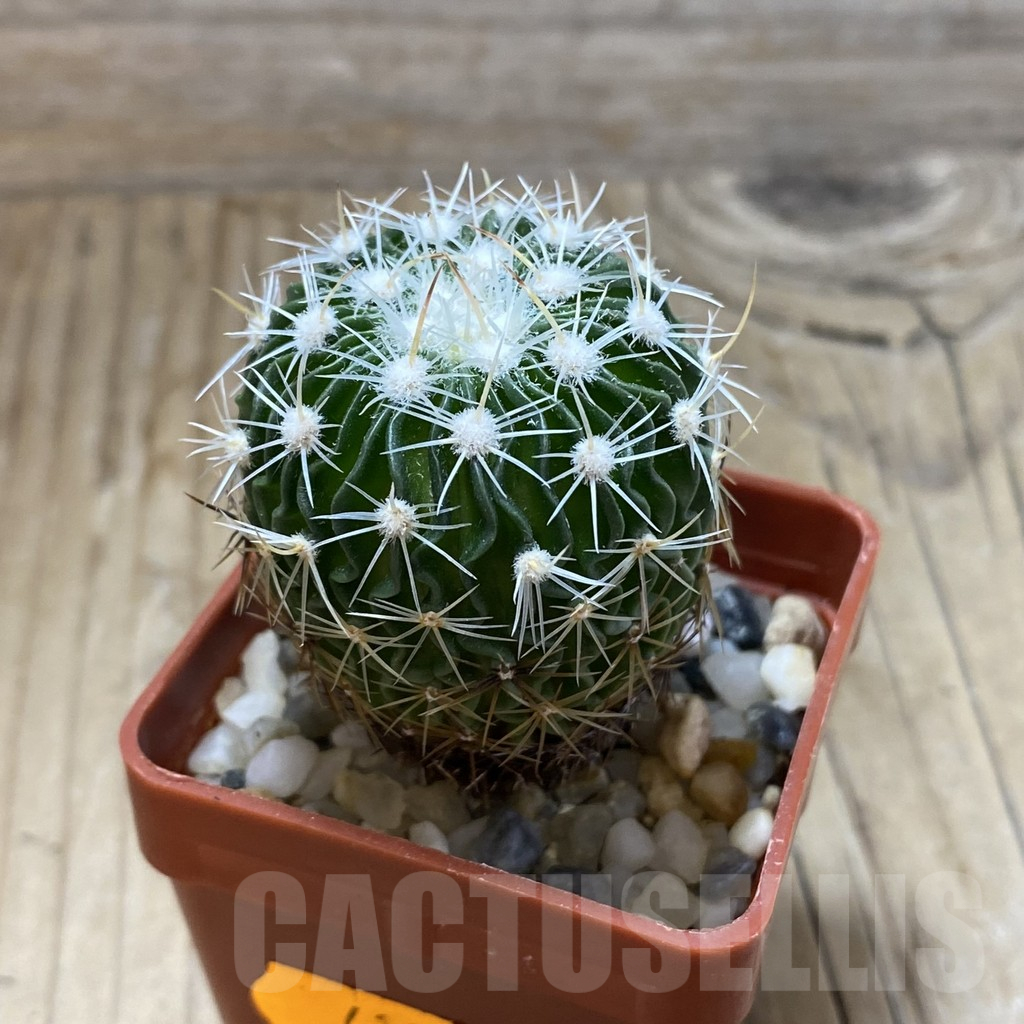 SH15144 Echinofossulocactus multicostatus SB 1147, 150-ribs - Image 2