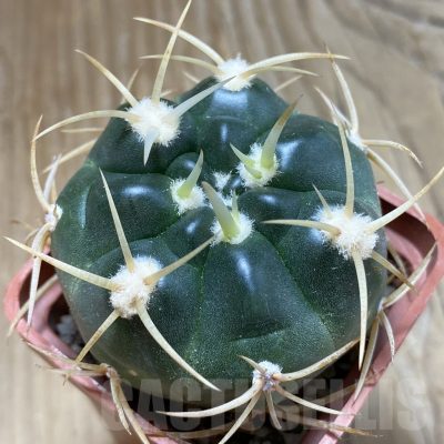 SH15148 Gymnocalycium multiflorum