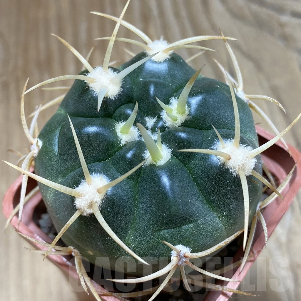 SH15148 Gymnocalycium multiflorum