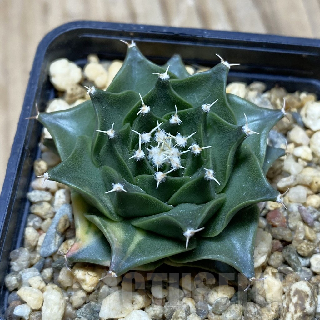 SH15225 Obregonia denegrii ex f. variegata