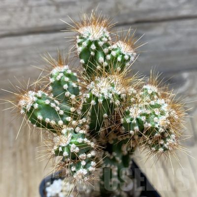 SH15283 Cereus jamacaru f. mostruosa