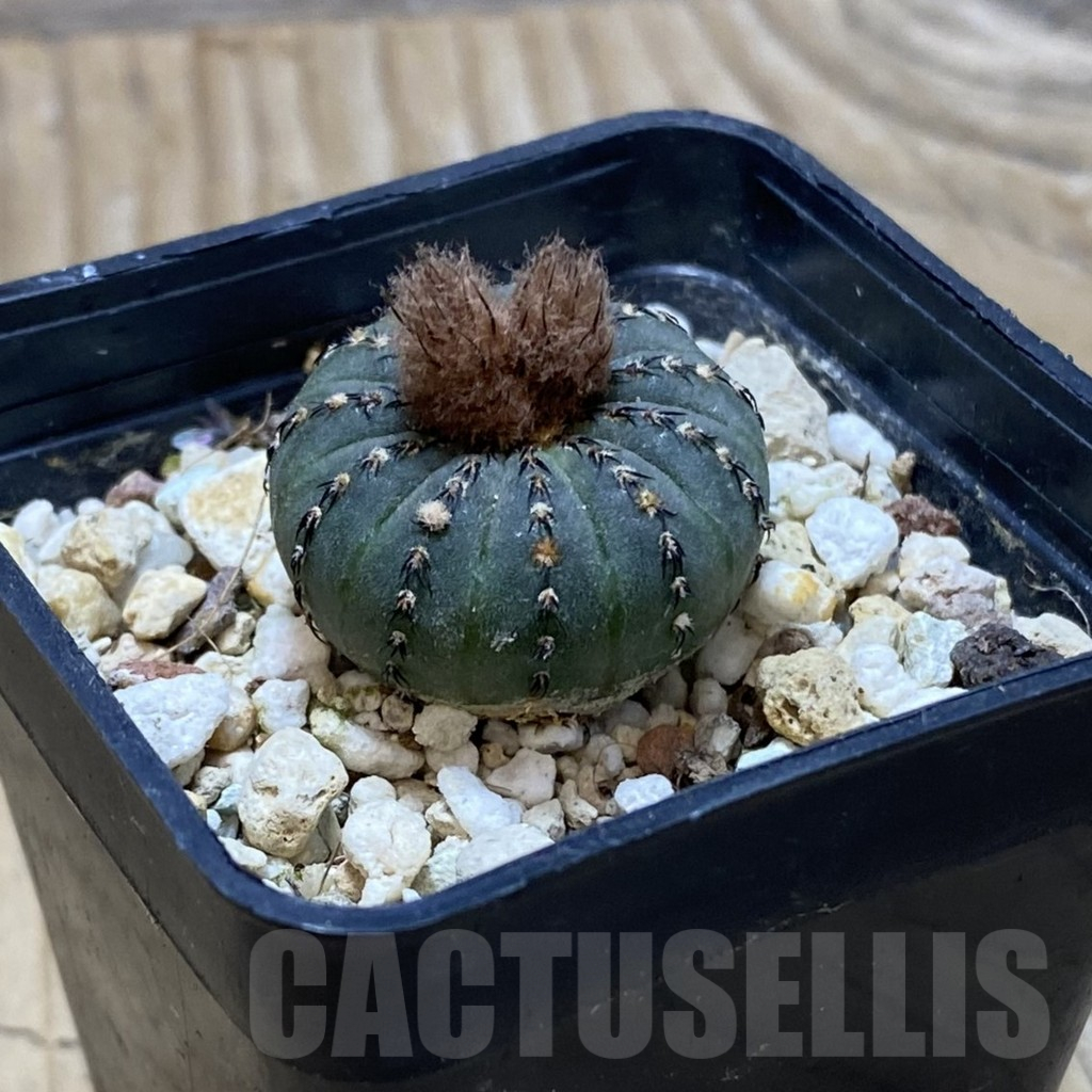 SH15285 Frailea asterioides - Image 2