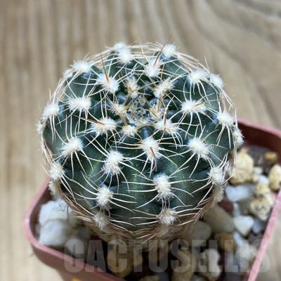 SH15232 Gymnocalycium bruchii v. hossei