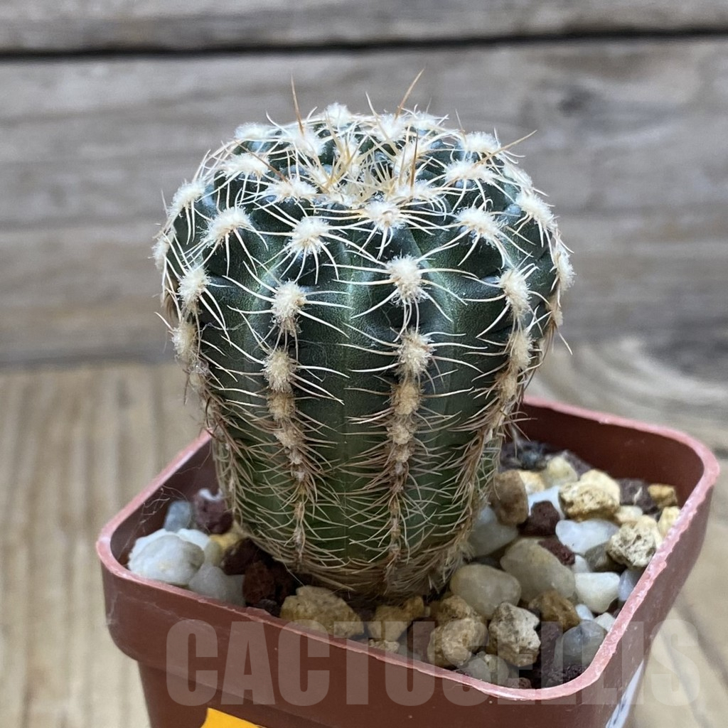 SH15232 Gymnocalycium bruchii v. hossei - Image 2
