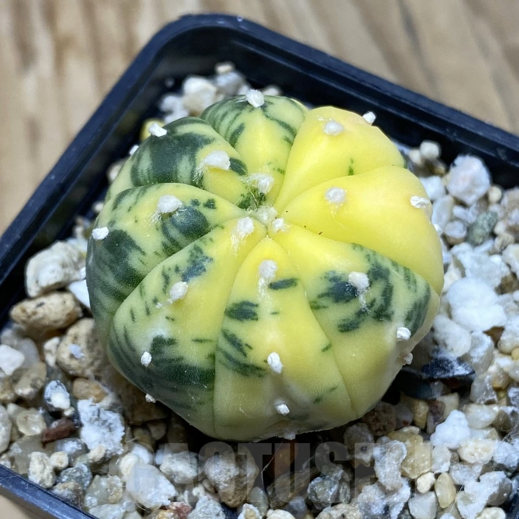 SH15238 Astrophytum asterias f. variegata