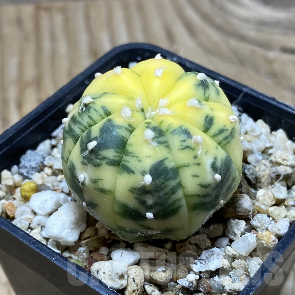SH15238 Astrophytum asterias f. variegata - Image 2