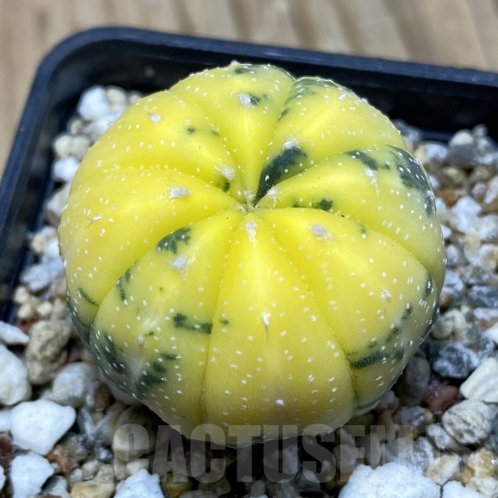 SH15241 Astrophytum asterias f. variegata