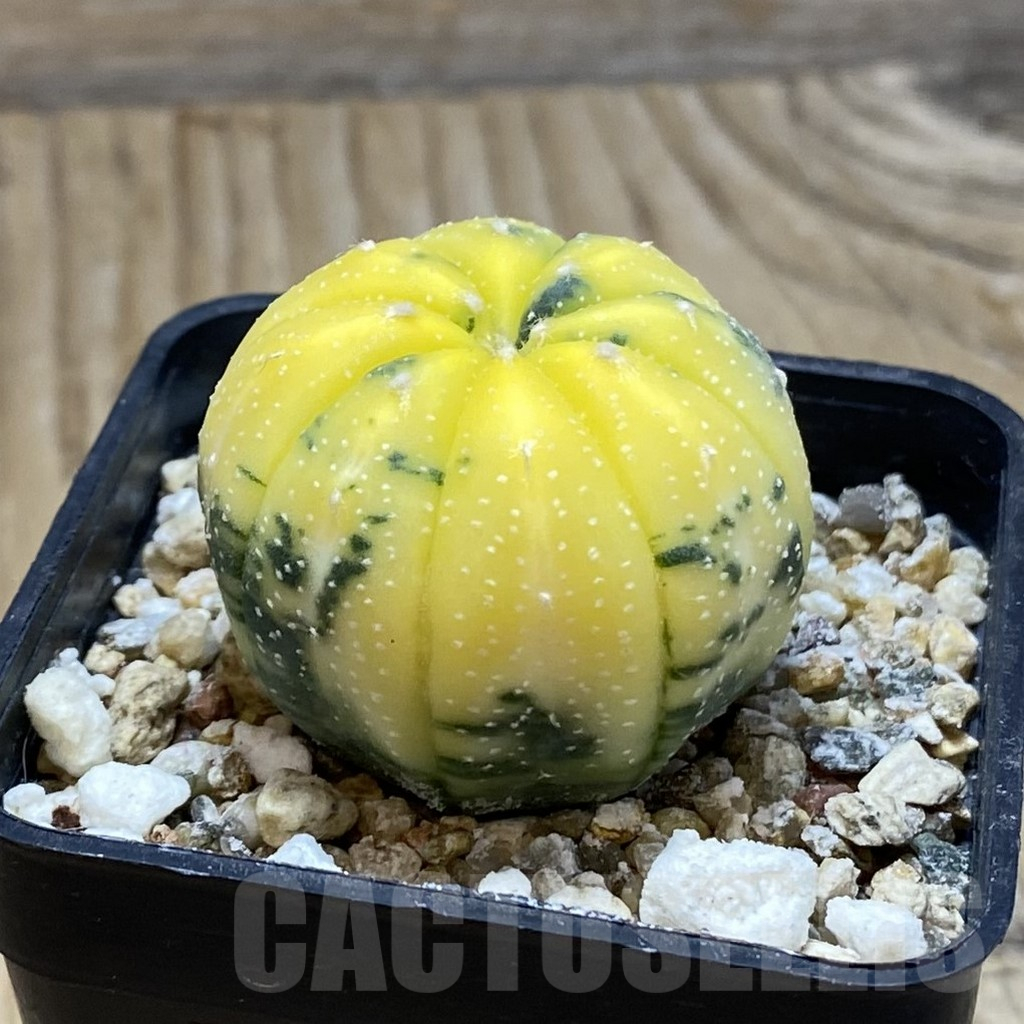 SH15241 Astrophytum asterias f. variegata - Image 2