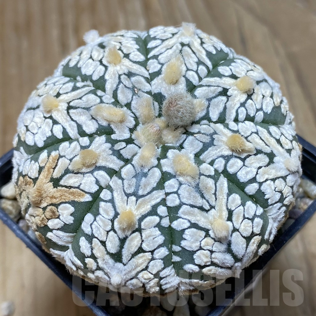 SH15247 Astrophytum asterias ‘Super Kabuto’ V-type