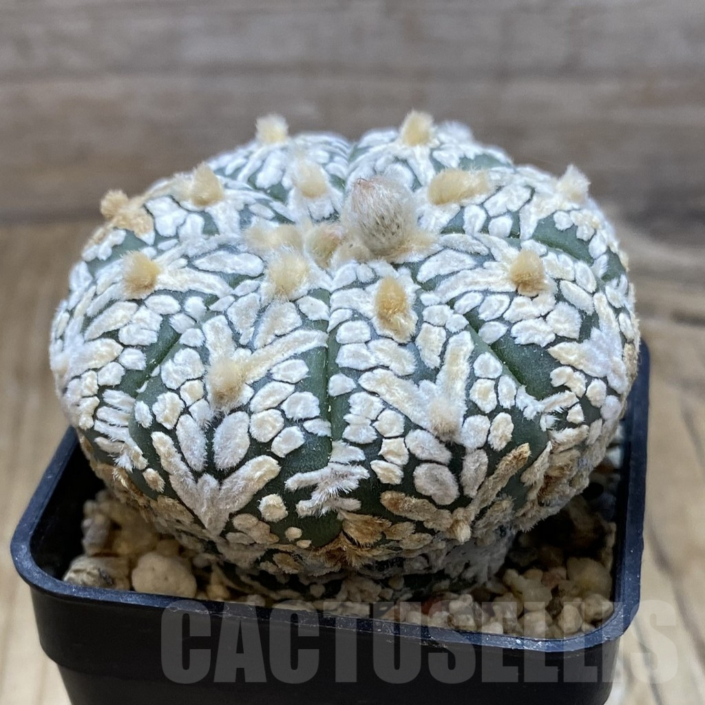 SH15247 Astrophytum asterias ‘Super Kabuto’ V-type - Image 2