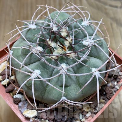 SH15410 Gymnocalycium ochoterenae
