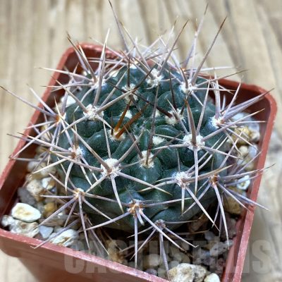 SH15427 Gymnocalycium neuhuberi -braun spines-