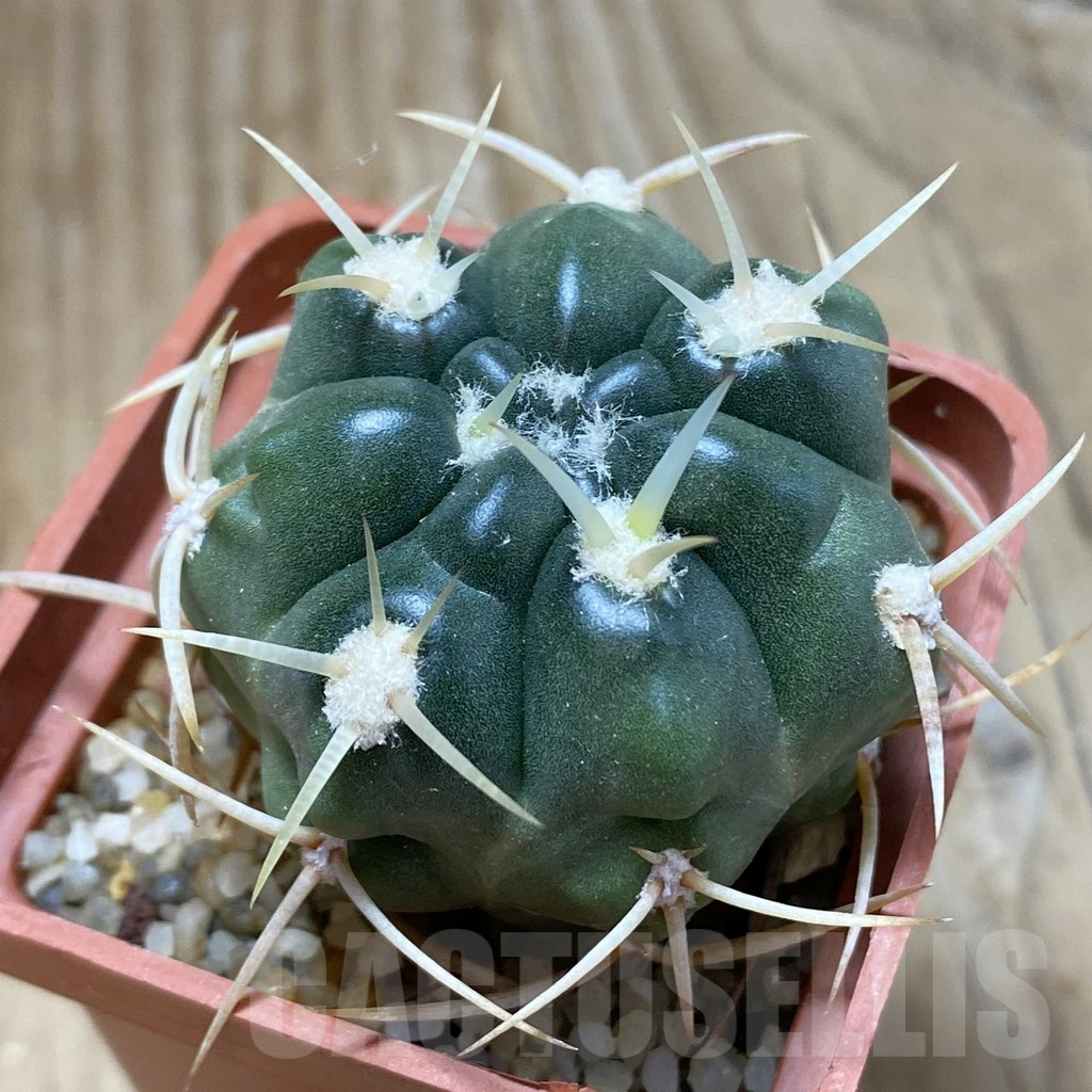 SH15428 Gymnocalycium multiflorum