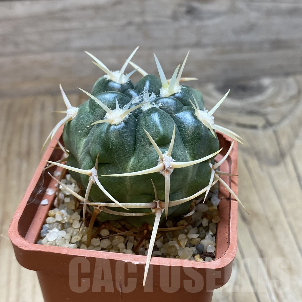 SH15428 Gymnocalycium multiflorum - Image 2