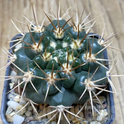 SH15412 Gymnocalycium neuhuberi -yellow spines-