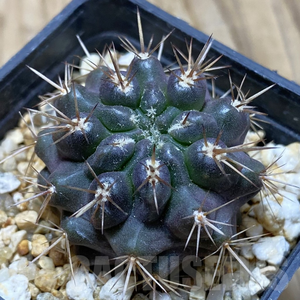 SH15439 Neoporteria curvispina ex M.G. 1030.741